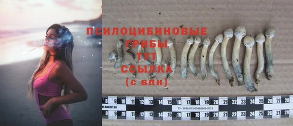 гашик Алексин